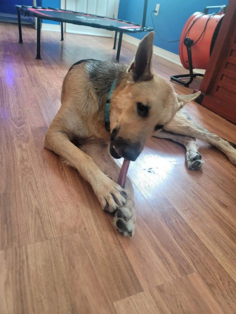 Enlarge Landeaux, a Adoptable German Shepherd Dog in Sealy, TX image 1/6