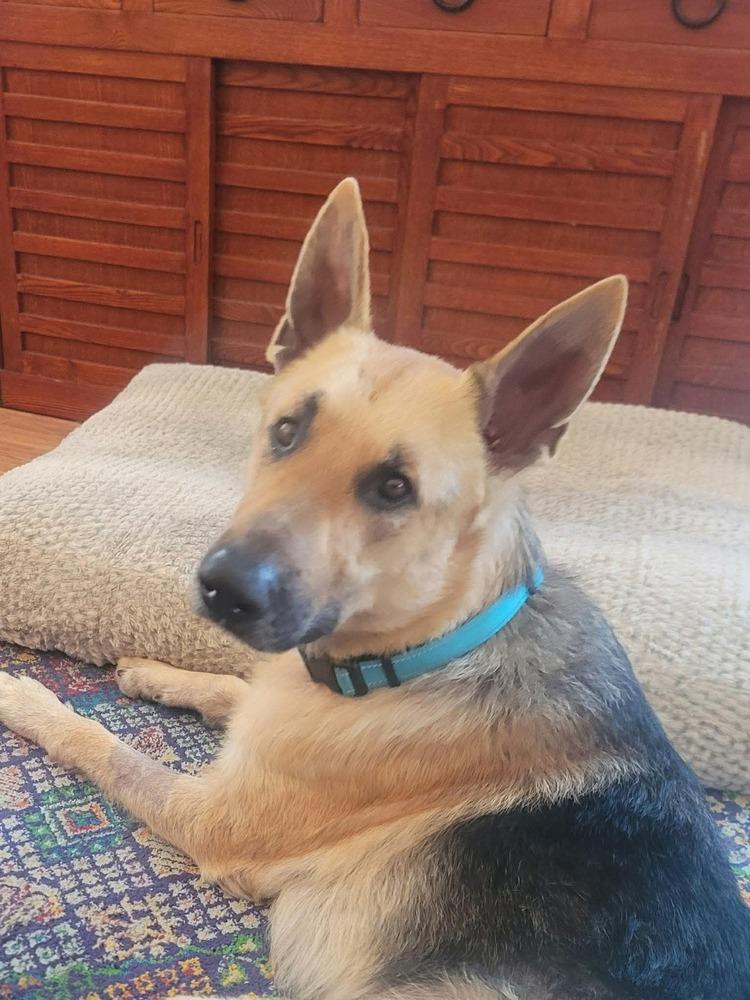 Enlarge Landeaux, a Adoptable German Shepherd Dog in Sealy, TX image 2/6