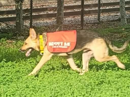 Enlarge Landeaux, a Adoptable German Shepherd Dog in Sealy, TX image 3/6