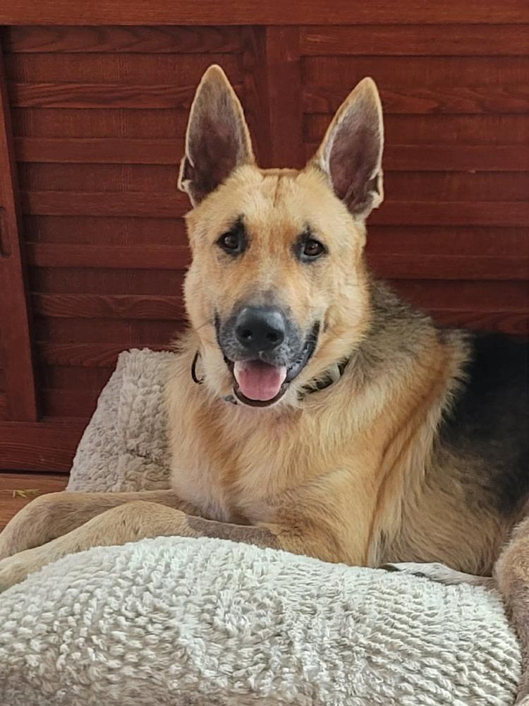Enlarge Landeaux, a Adoptable German Shepherd Dog in Sealy, TX image 4/6