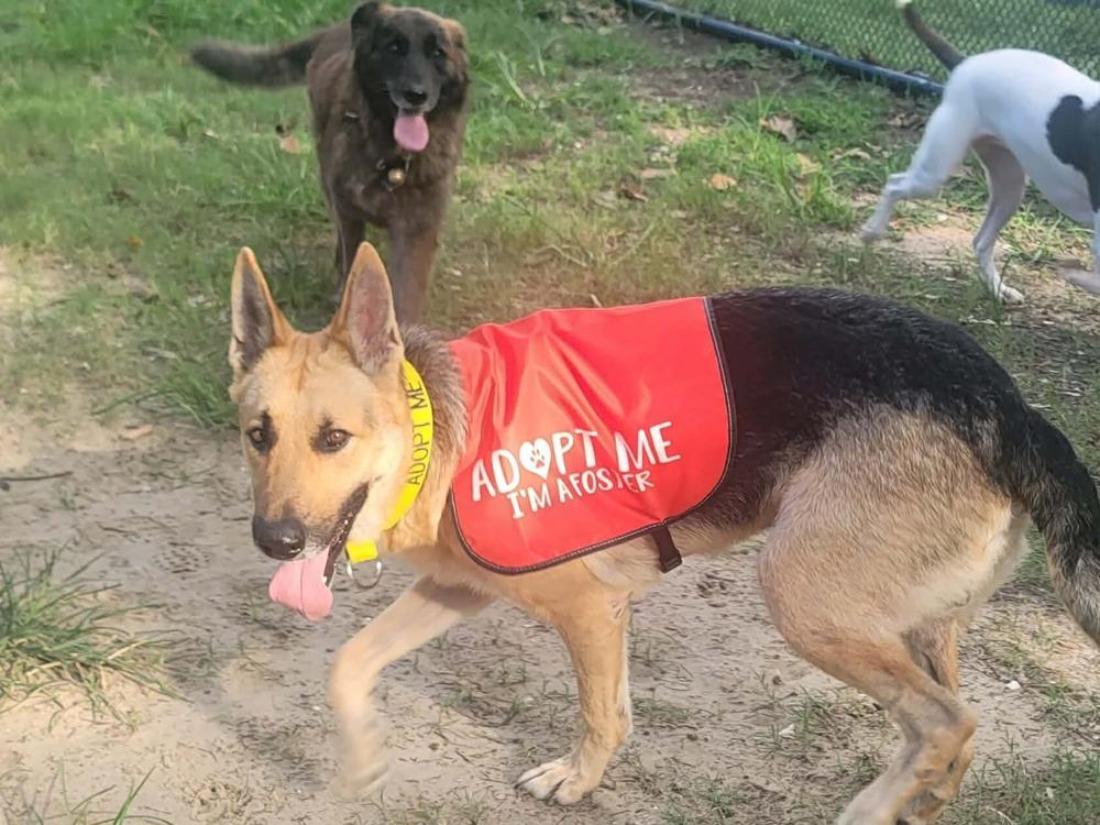 Enlarge Landeaux, a Adoptable German Shepherd Dog in Sealy, TX image 5/6