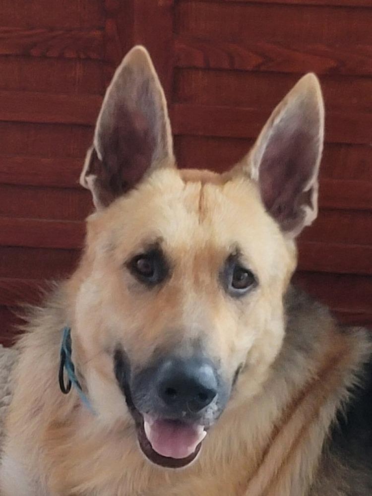 Enlarge Landeaux, a Adoptable German Shepherd Dog in Sealy, TX image 6/6