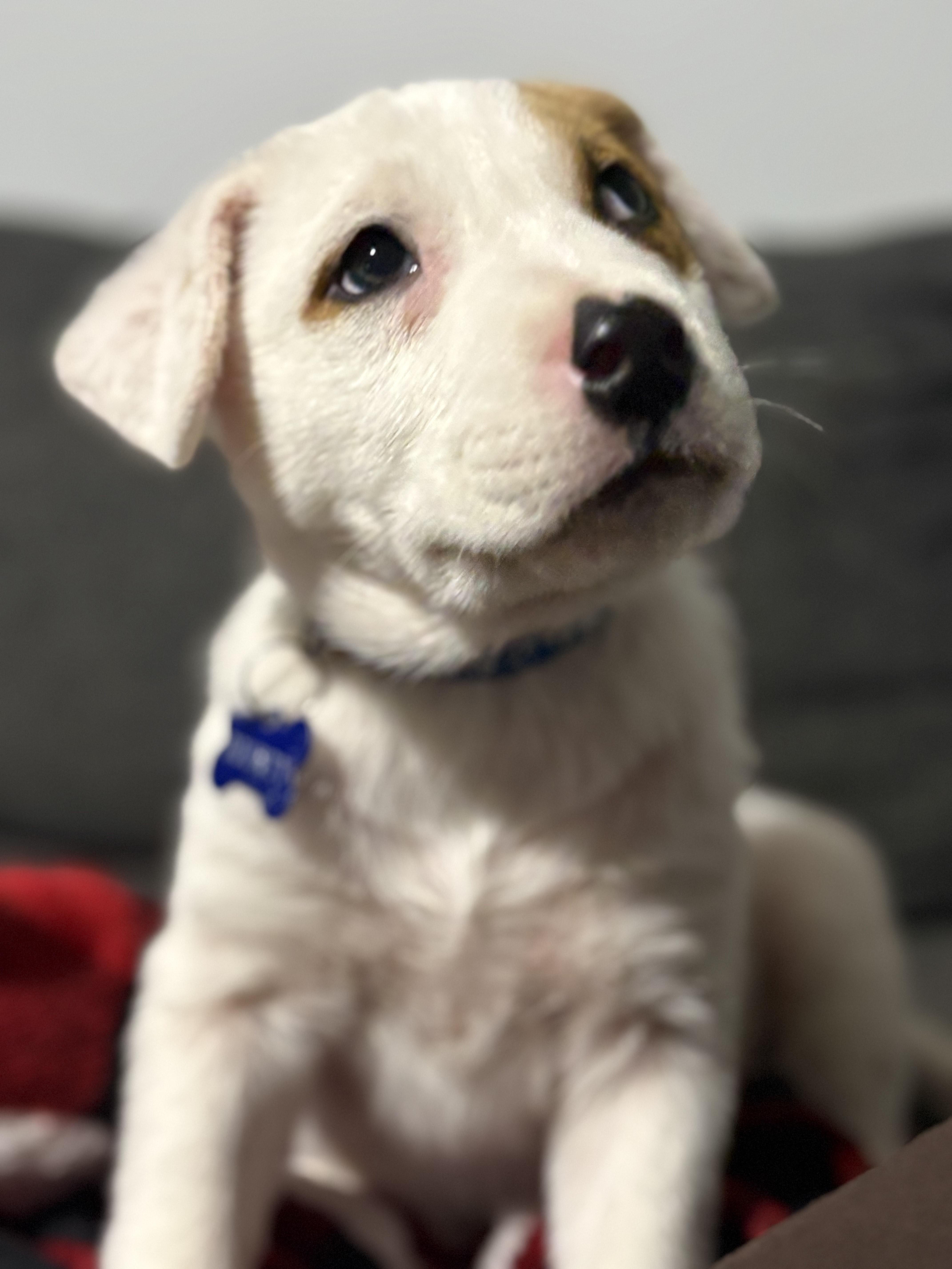 Bounty, Adoptable, Puppy Male Mixed Breed.