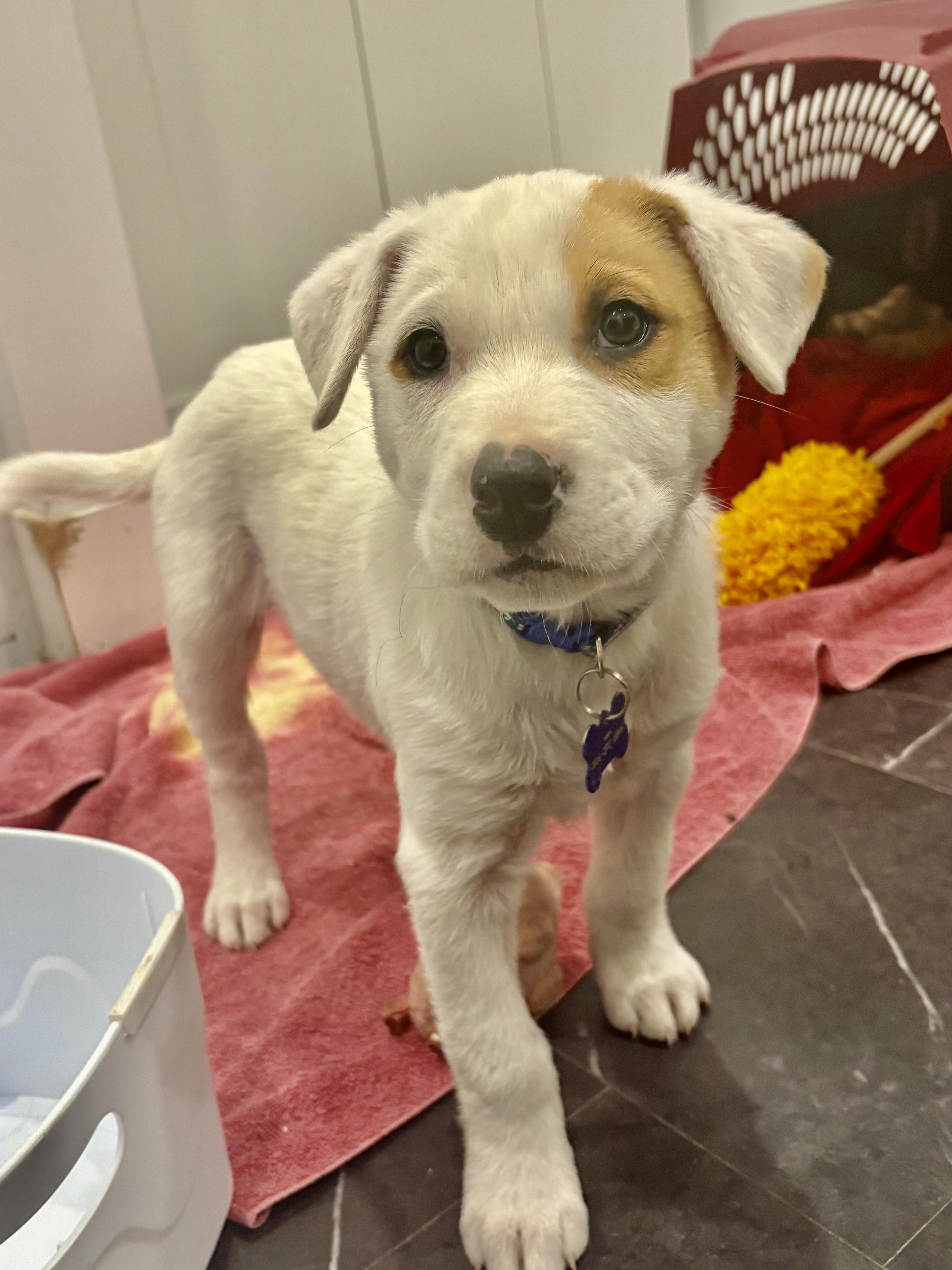 Bounty pending adoption, a Adoptable mixed breed in Saskatoon, SK image 4/6