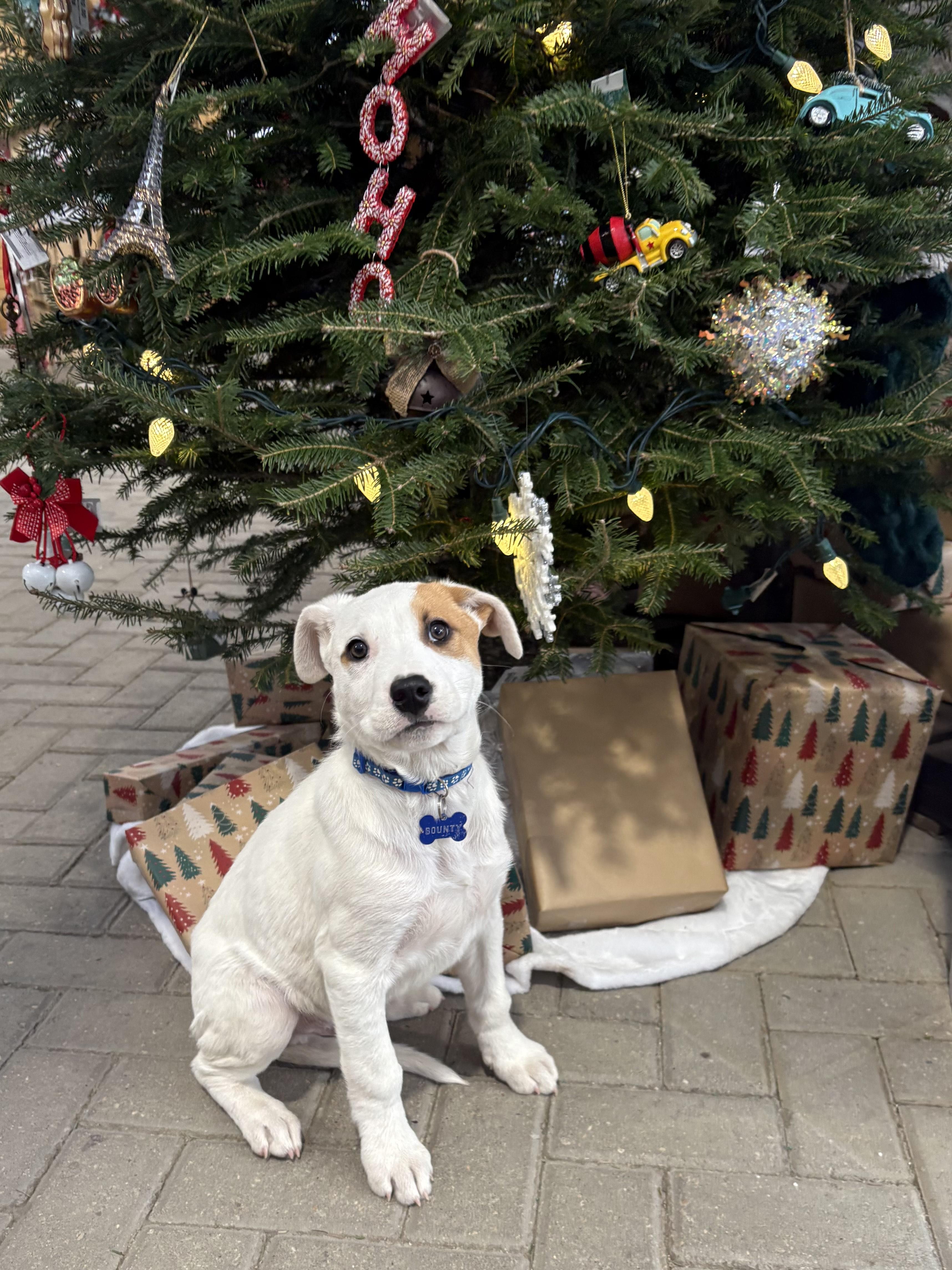 Bounty pending adoption, a Adoptable mixed breed in Saskatoon, SK image 2/6