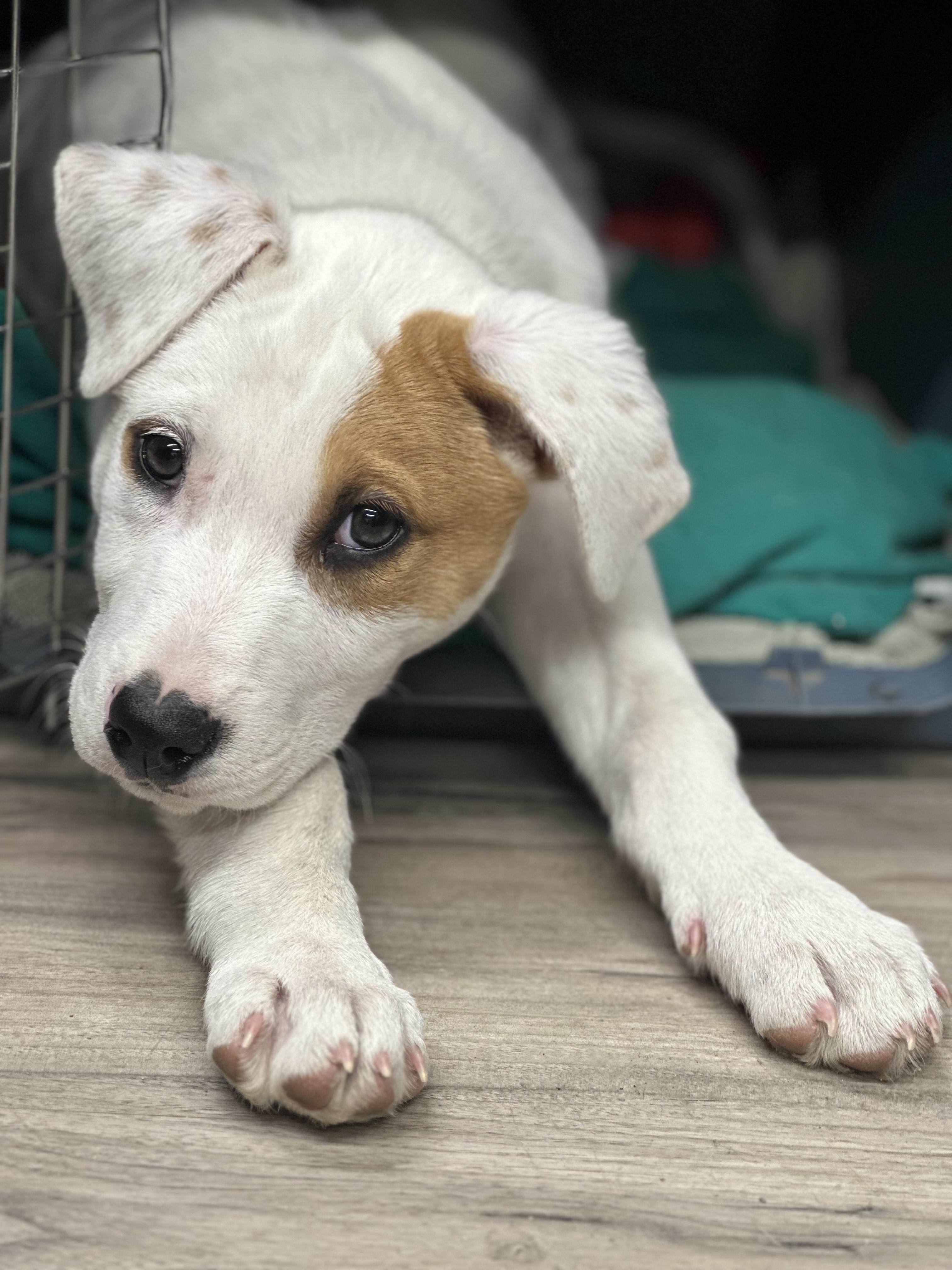 Bounty pending adoption, a Adoptable mixed breed in Saskatoon, SK image 3/6