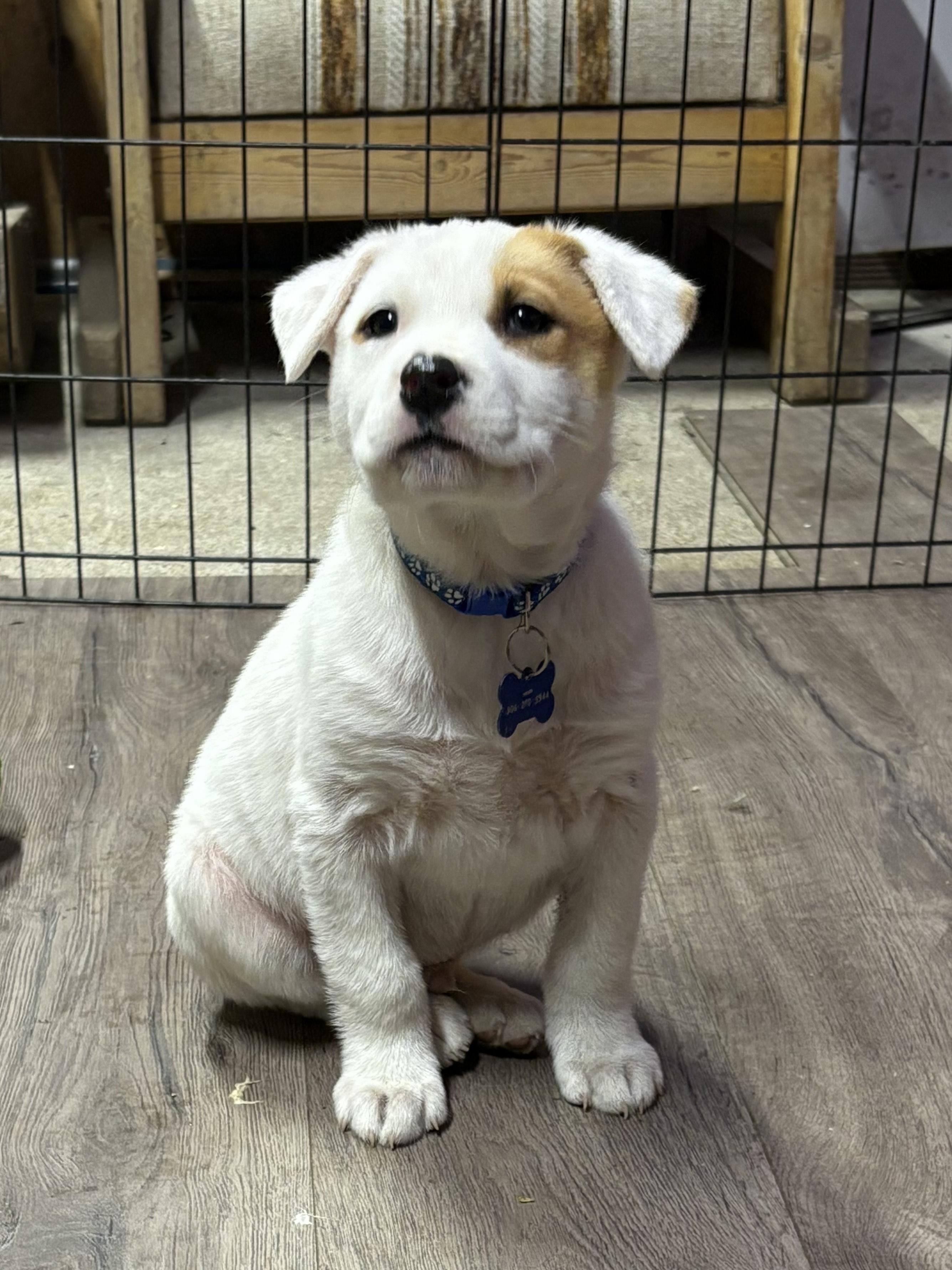 Bounty pending adoption, a Adoptable mixed breed in Saskatoon, SK image 5/6
