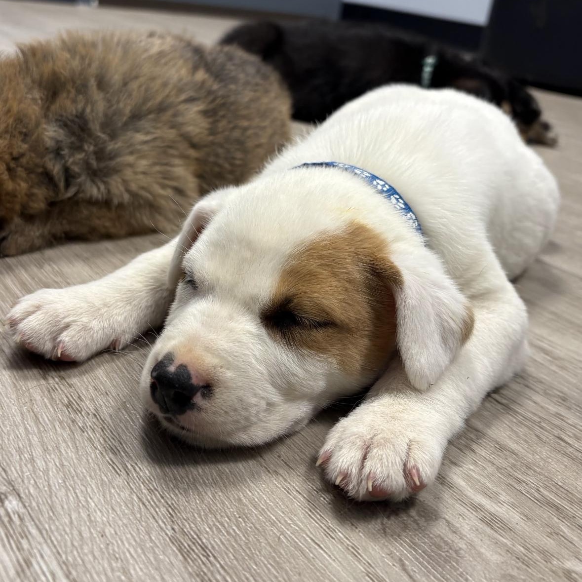 Bounty pending adoption, a Adoptable mixed breed in Saskatoon, SK image 6/6