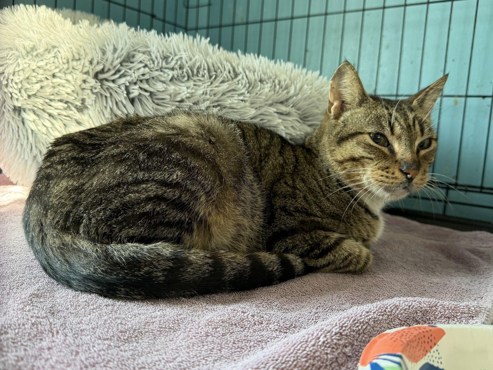 Enlarge Toot, a Adopted Domestic Short Hair in Broomall, PA image 1/3