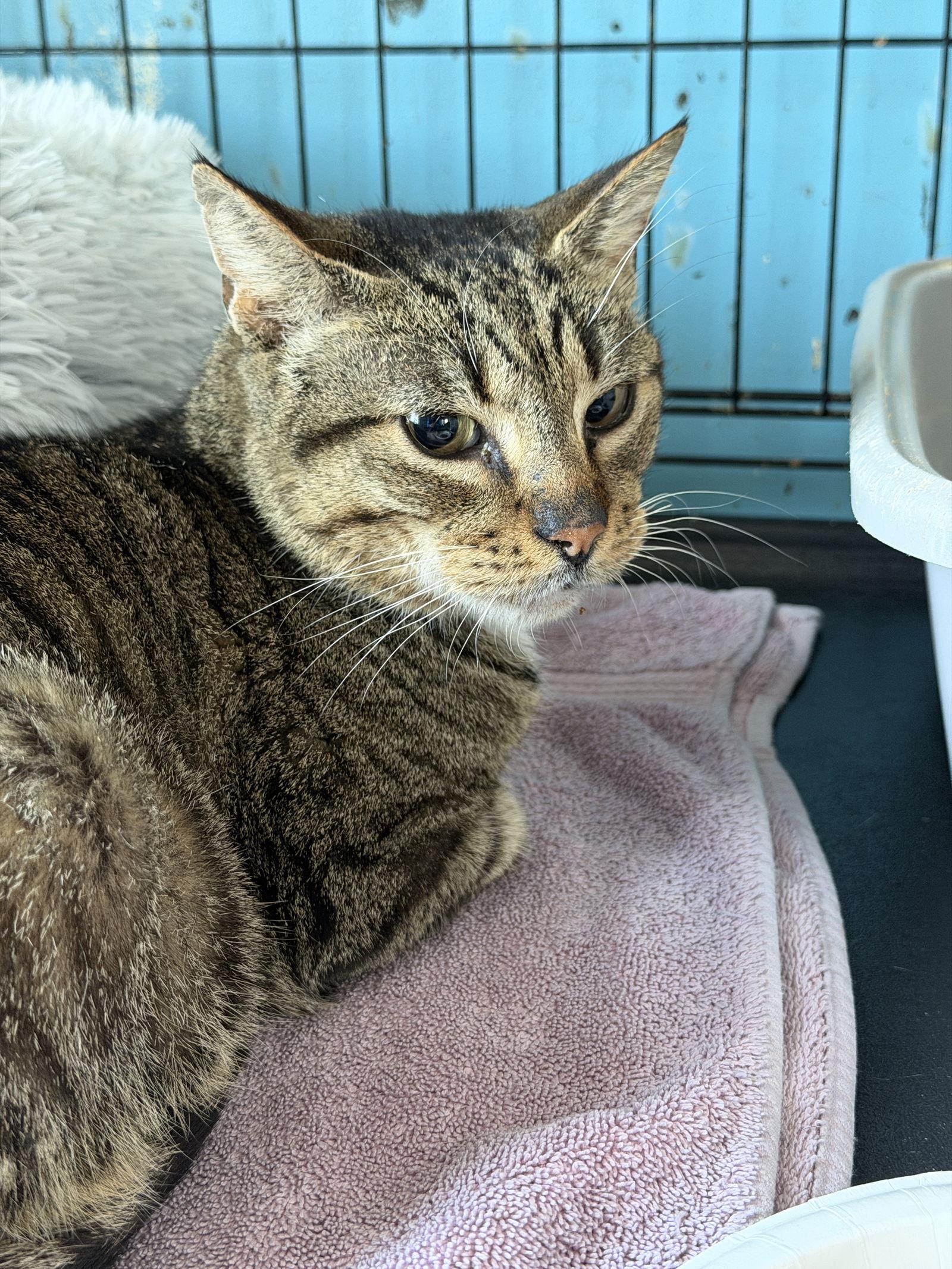 Enlarge Toot, a Adopted Domestic Short Hair in Broomall, PA image 2/3