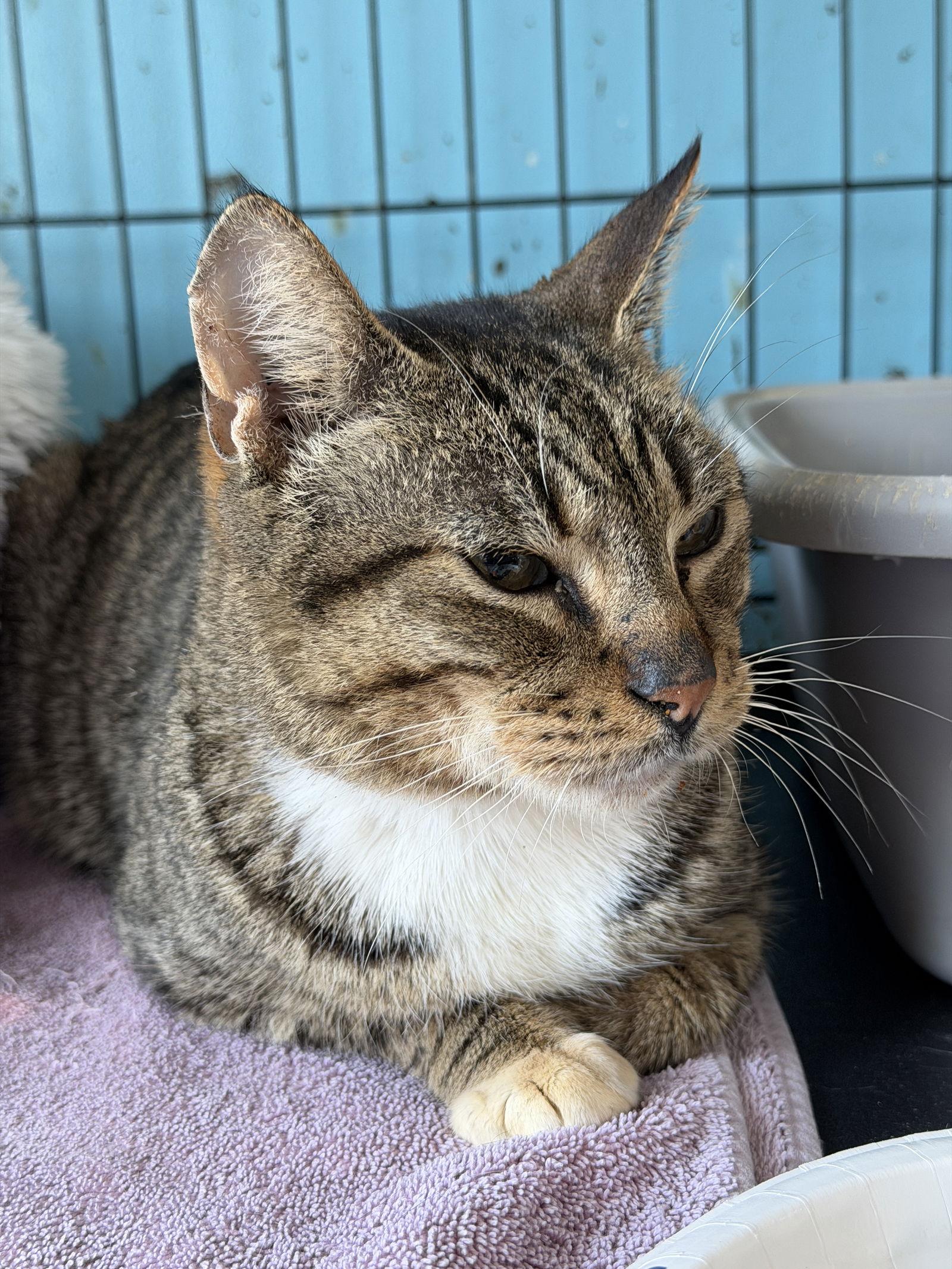 Enlarge Toot, a Adopted Domestic Short Hair in Broomall, PA image 3/3