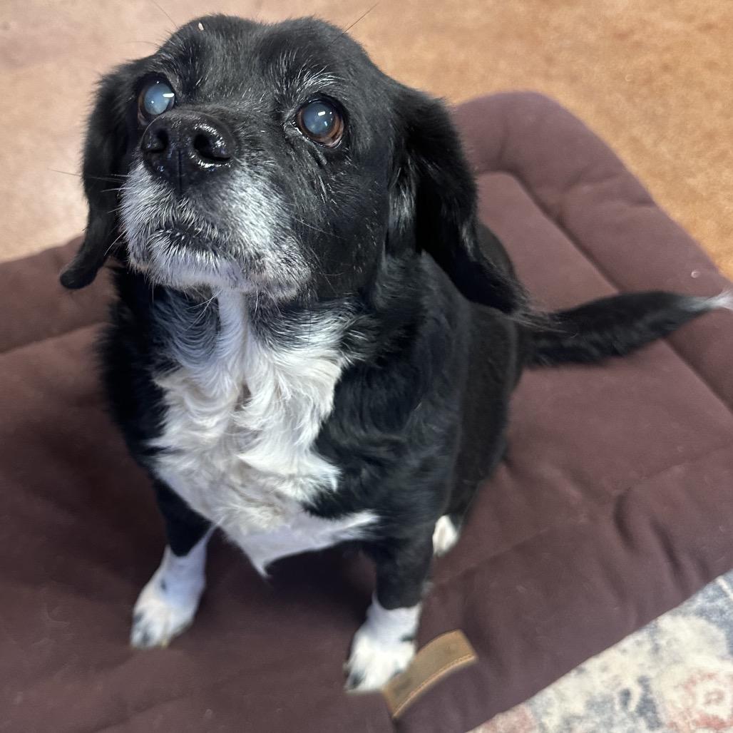 Booboo, Adoptable, Senior Female Cocker Spaniel.