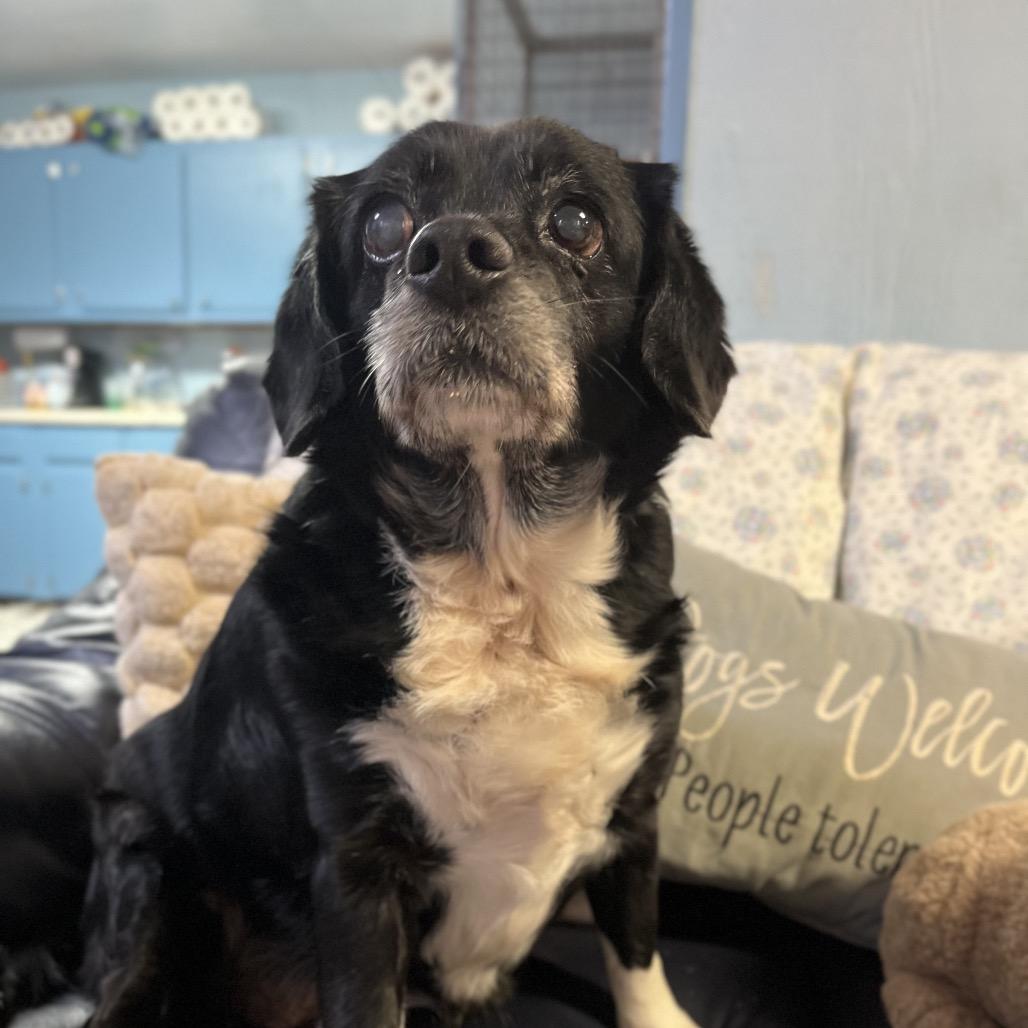Enlarge Booboo, a Adoptable Cocker Spaniel in Clarksville, AR image 4/6
