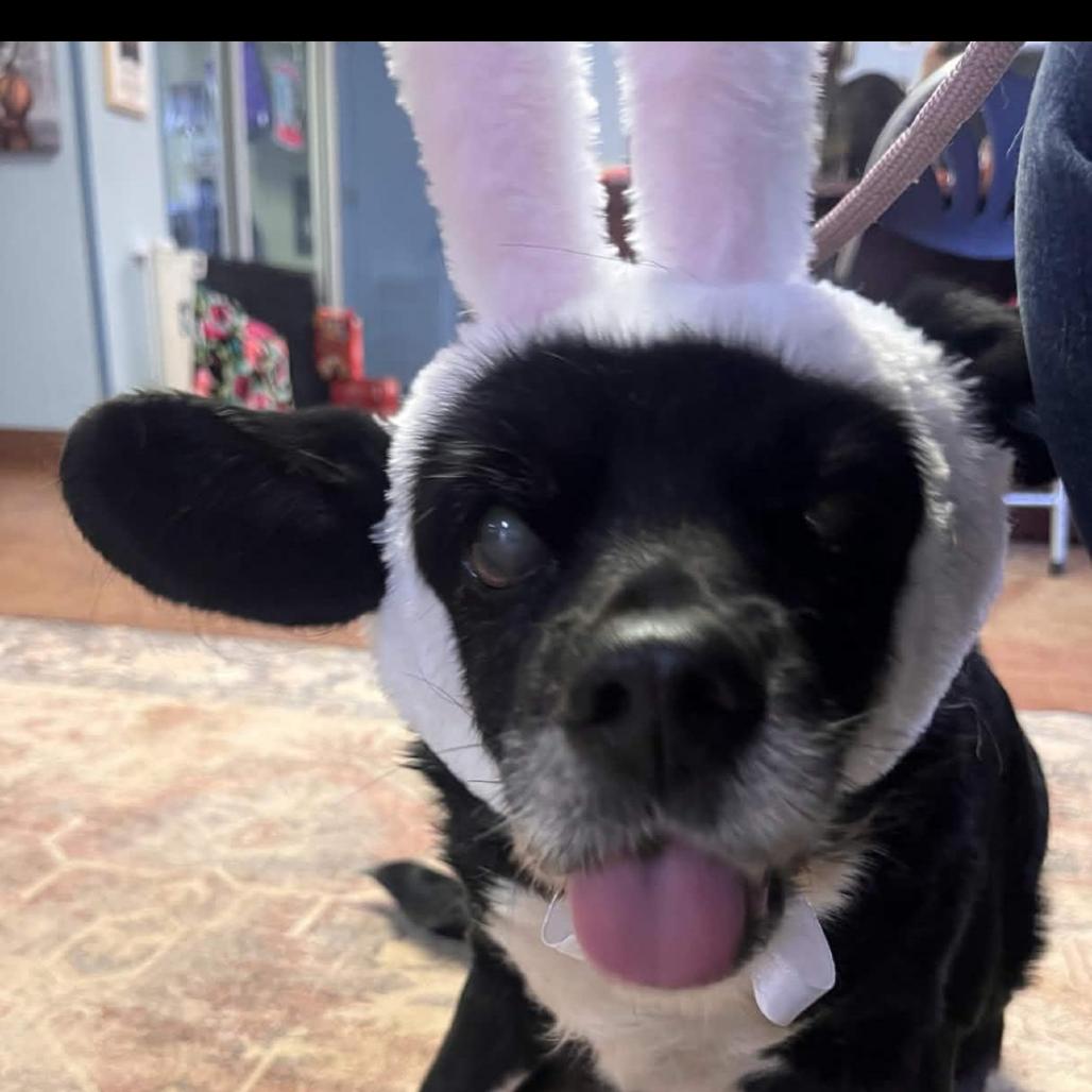 Booboo — thumbnail 5