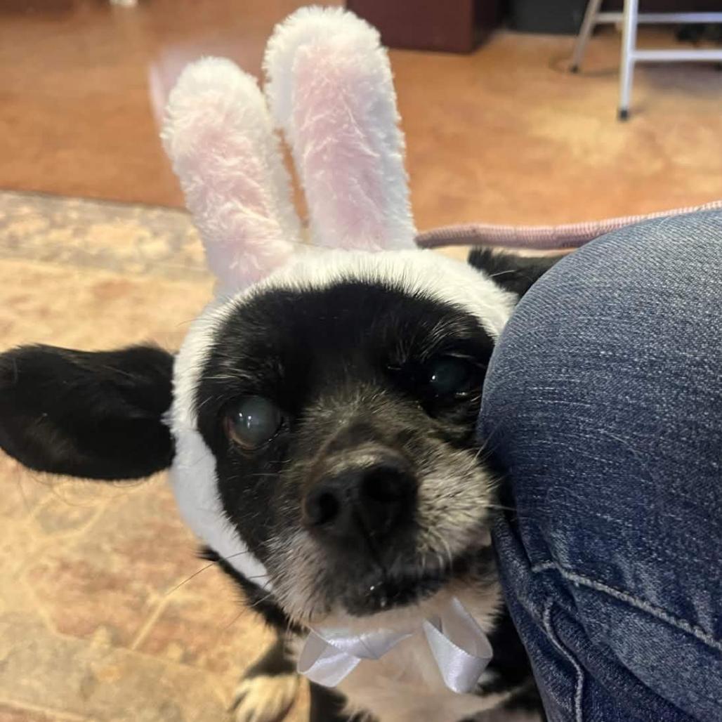 Booboo — thumbnail 6