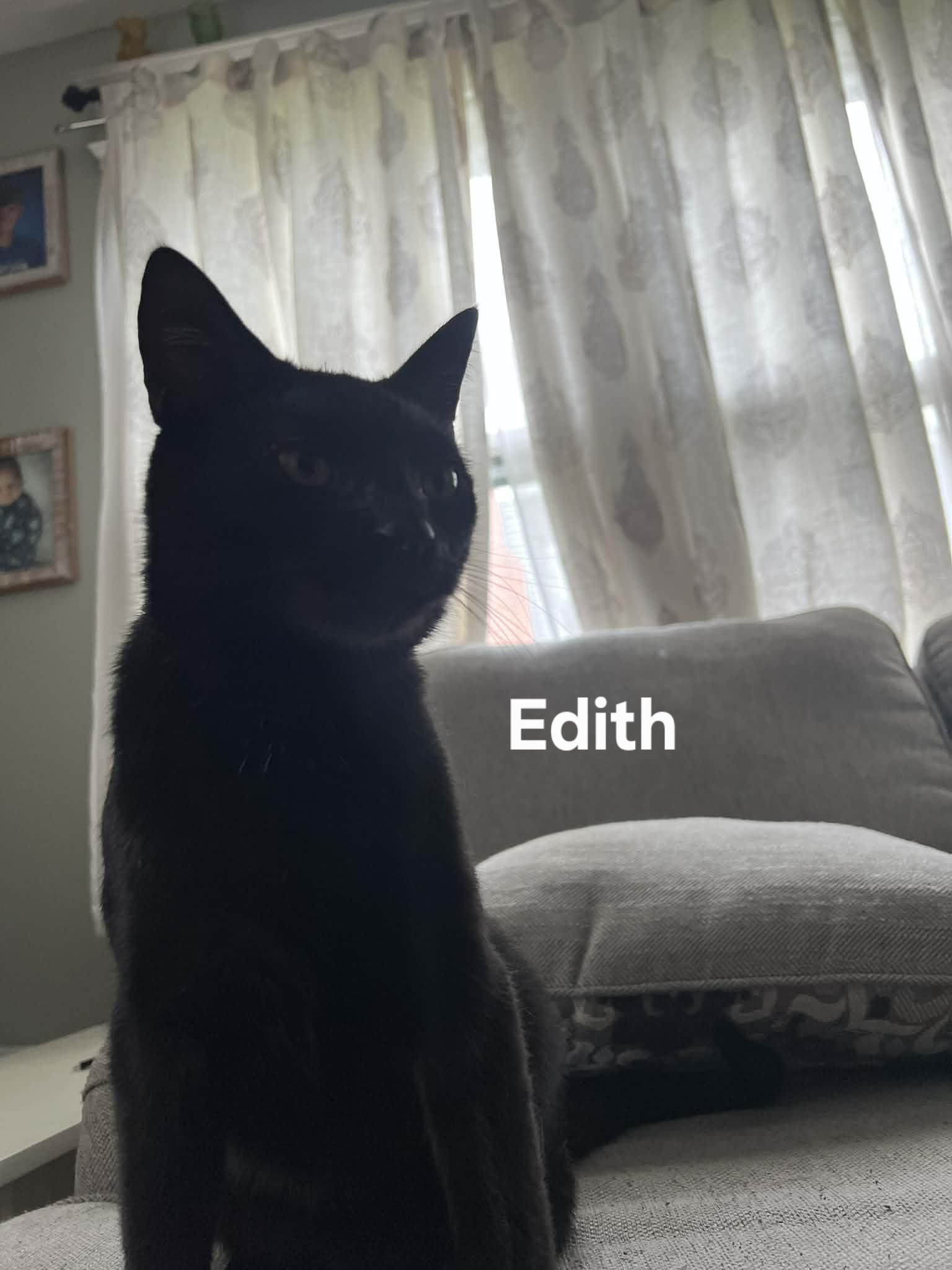Edith, adopted, Adult Female Domestic Short Hair.