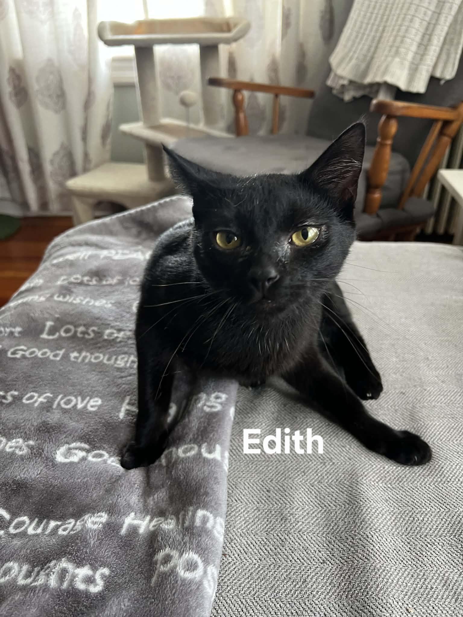 Enlarge Edith, an adopted Domestic Short Hair in Chicopee, MA image 2/2