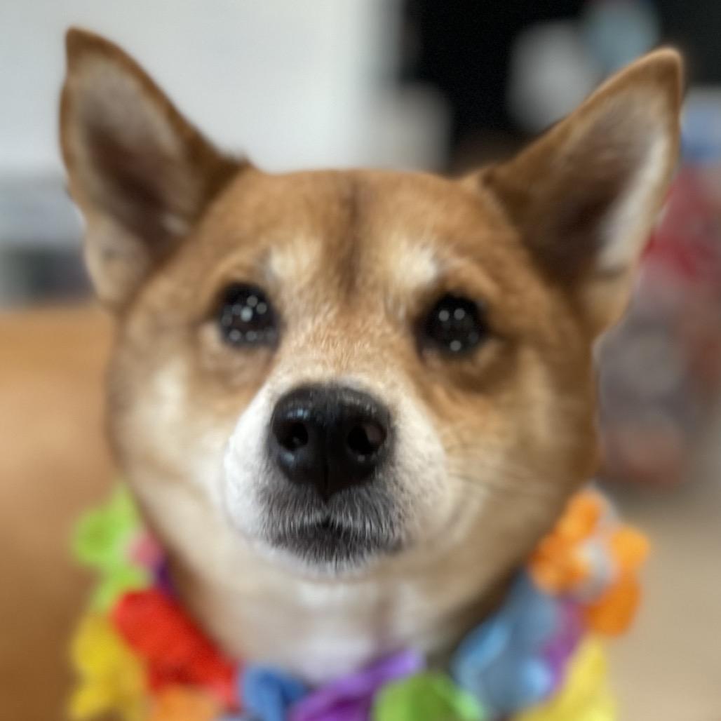 Enlarge ROXANNE (505), a Adoptable Shiba Inu in Indiantown, FL image 3/6