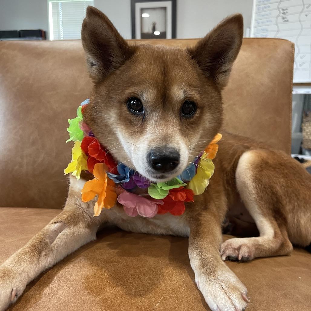 Enlarge ROXANNE (505), a Adoptable Shiba Inu in Indiantown, FL image 4/6