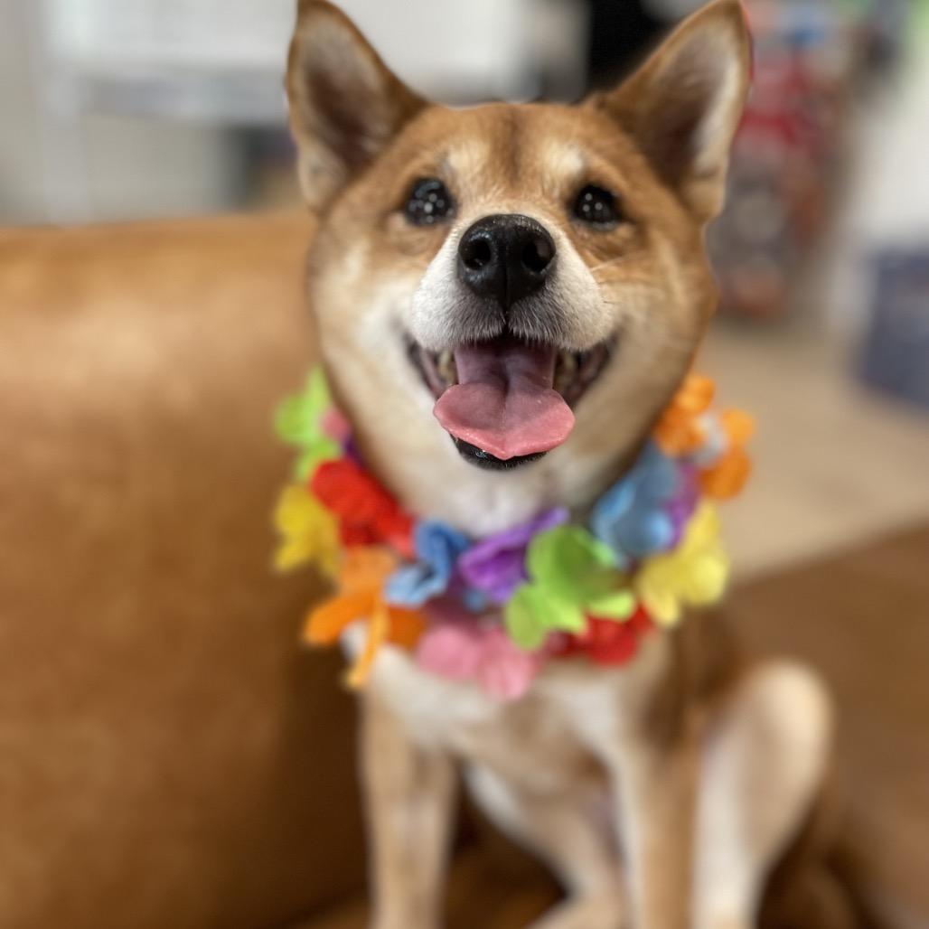 Enlarge ROXANNE (505), a Adoptable Shiba Inu in Indiantown, FL image 1/6