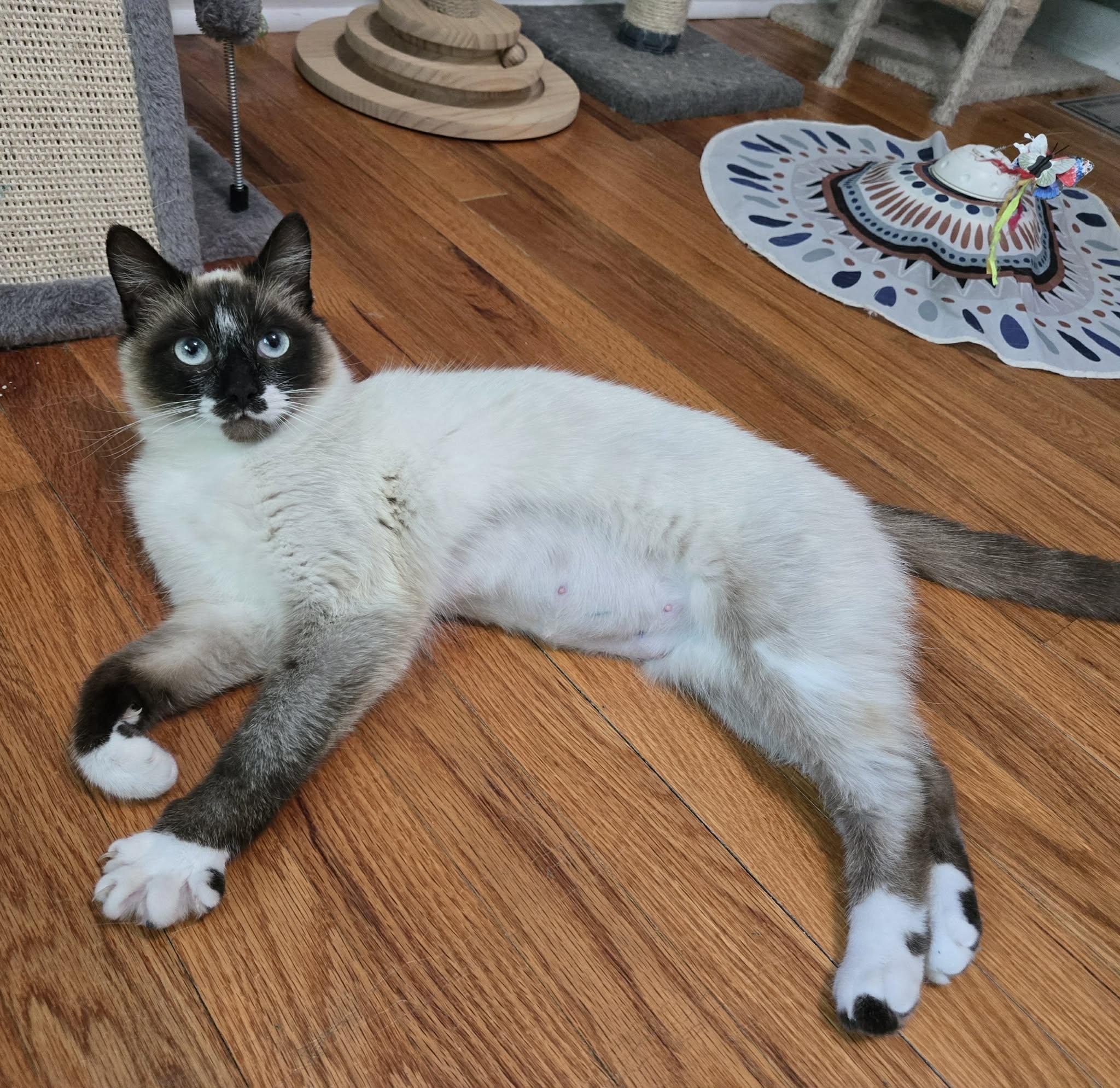 Enlarge Nika, a ADOPTABLE mixed breed in Sedalia, MO image 2/6