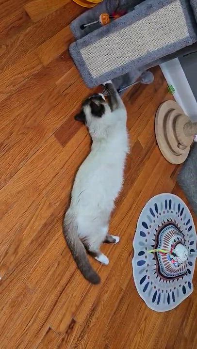 Enlarge Nika, a ADOPTABLE mixed breed in Sedalia, MO video 4/6