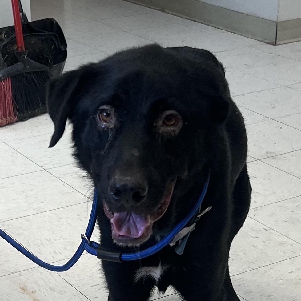 Jimmy, Adoptable, Young Male Labrador Retriever.