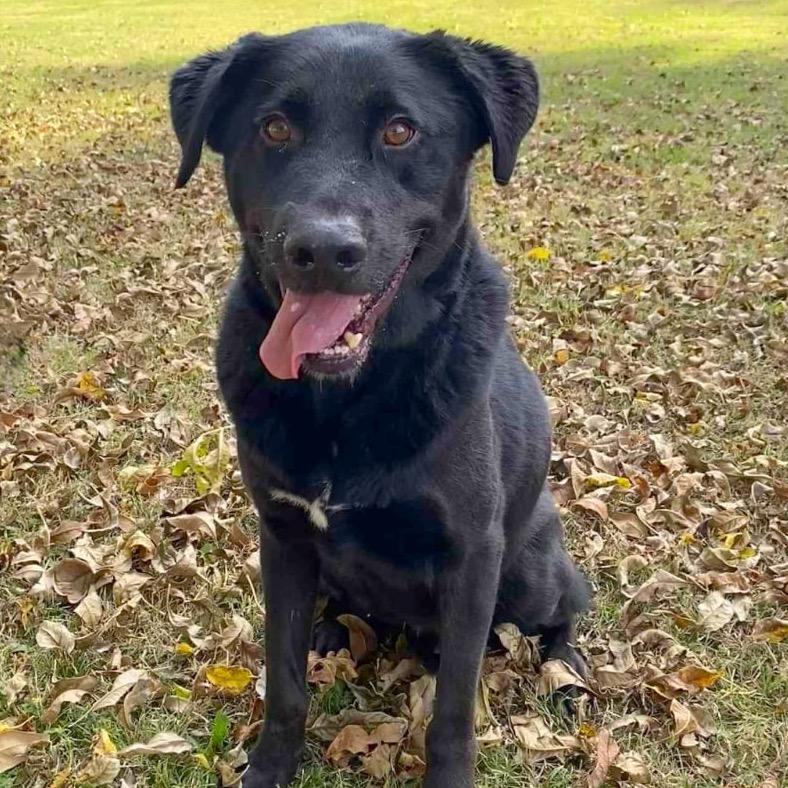 Enlarge Jimmy, a Adoptable Labrador Retriever in Jacksonville, AR image 2/4