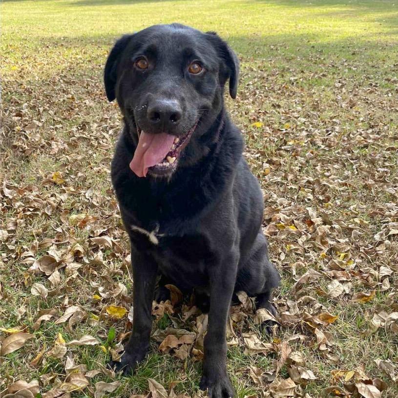 Enlarge Jimmy, a Adoptable Labrador Retriever in Jacksonville, AR image 3/4