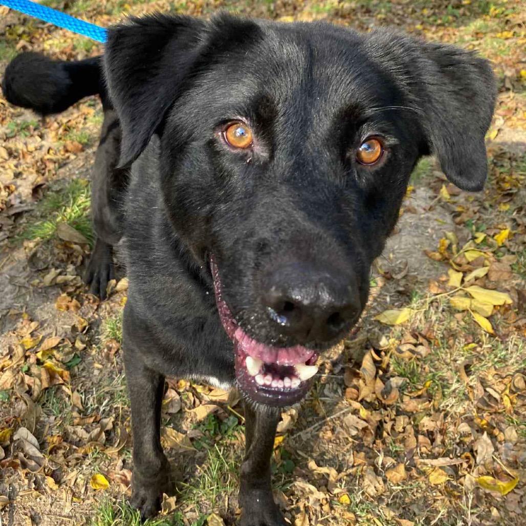 Enlarge Jimmy, a Adoptable Labrador Retriever in Jacksonville, AR image 4/4
