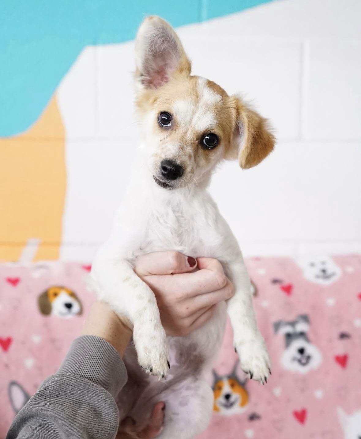 Enlarge Lilly, an adopted mixed breed in Pasadena, CA image 3/4