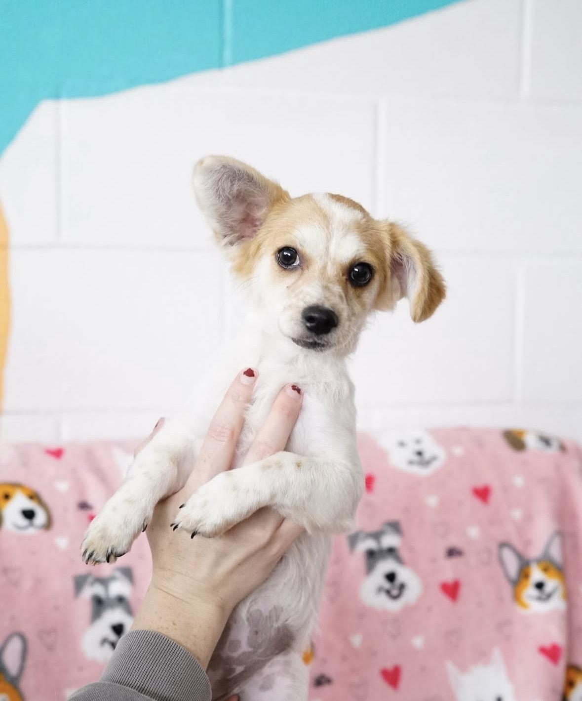 Enlarge Lilly, an adopted mixed breed in Pasadena, CA image 4/4