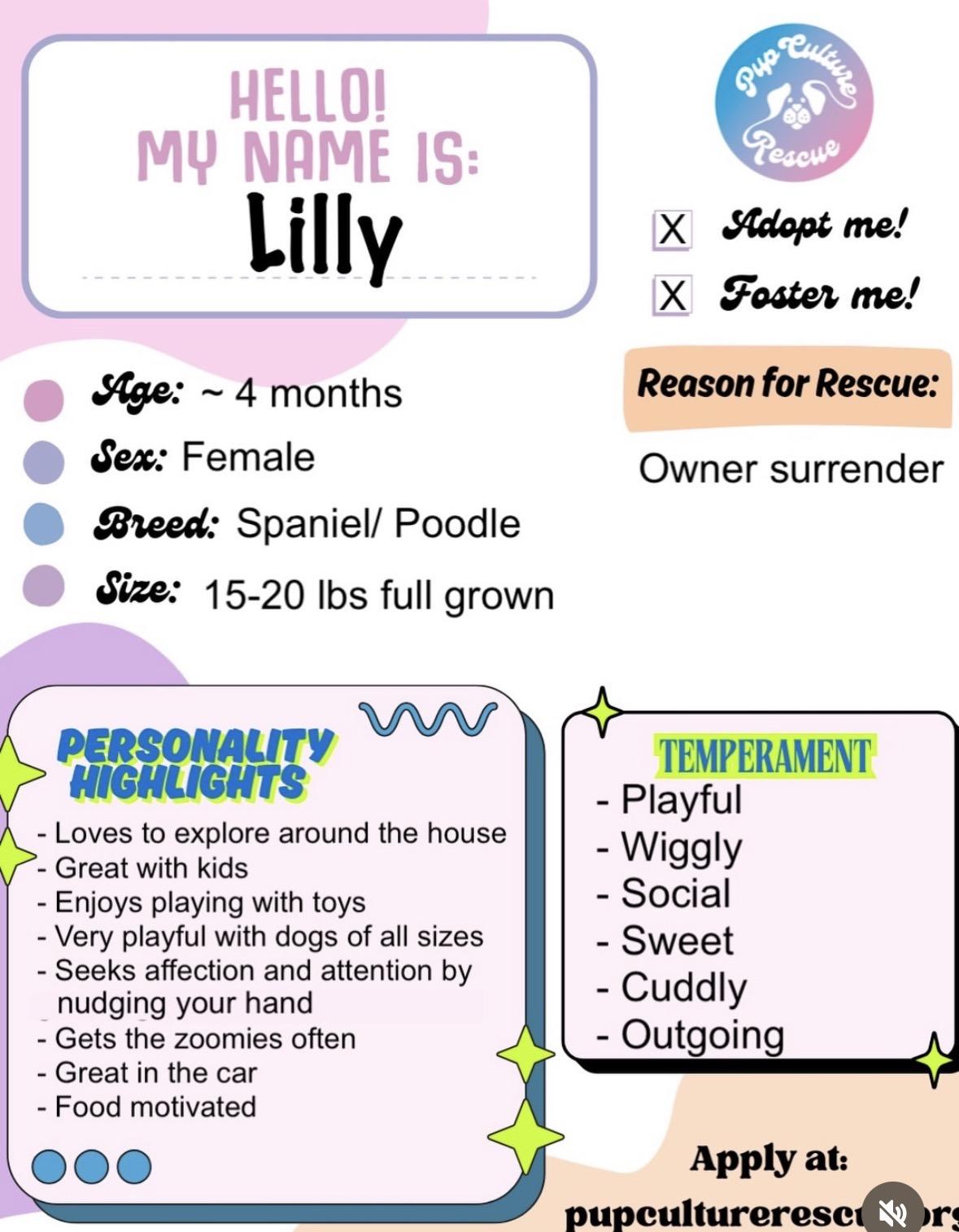 Enlarge Lilly, an adopted mixed breed in Pasadena, CA image 2/4