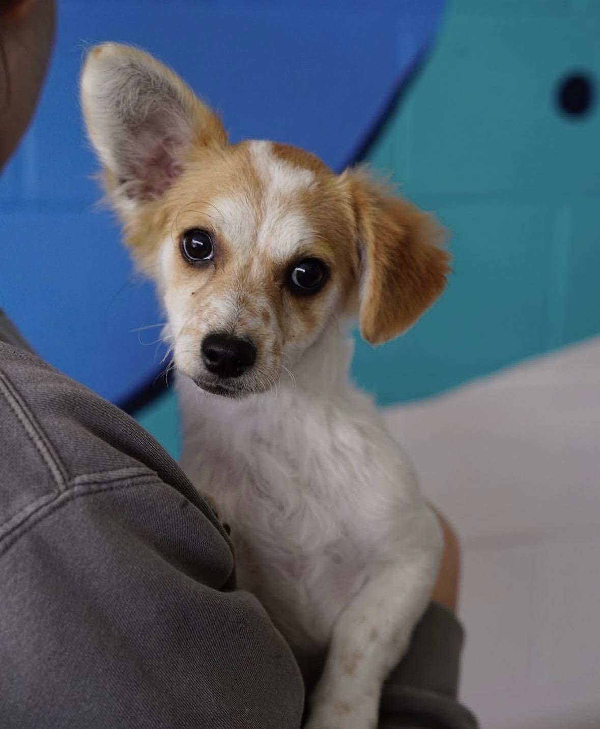 Enlarge Lilly, an adopted mixed breed in Pasadena, CA image 1/4