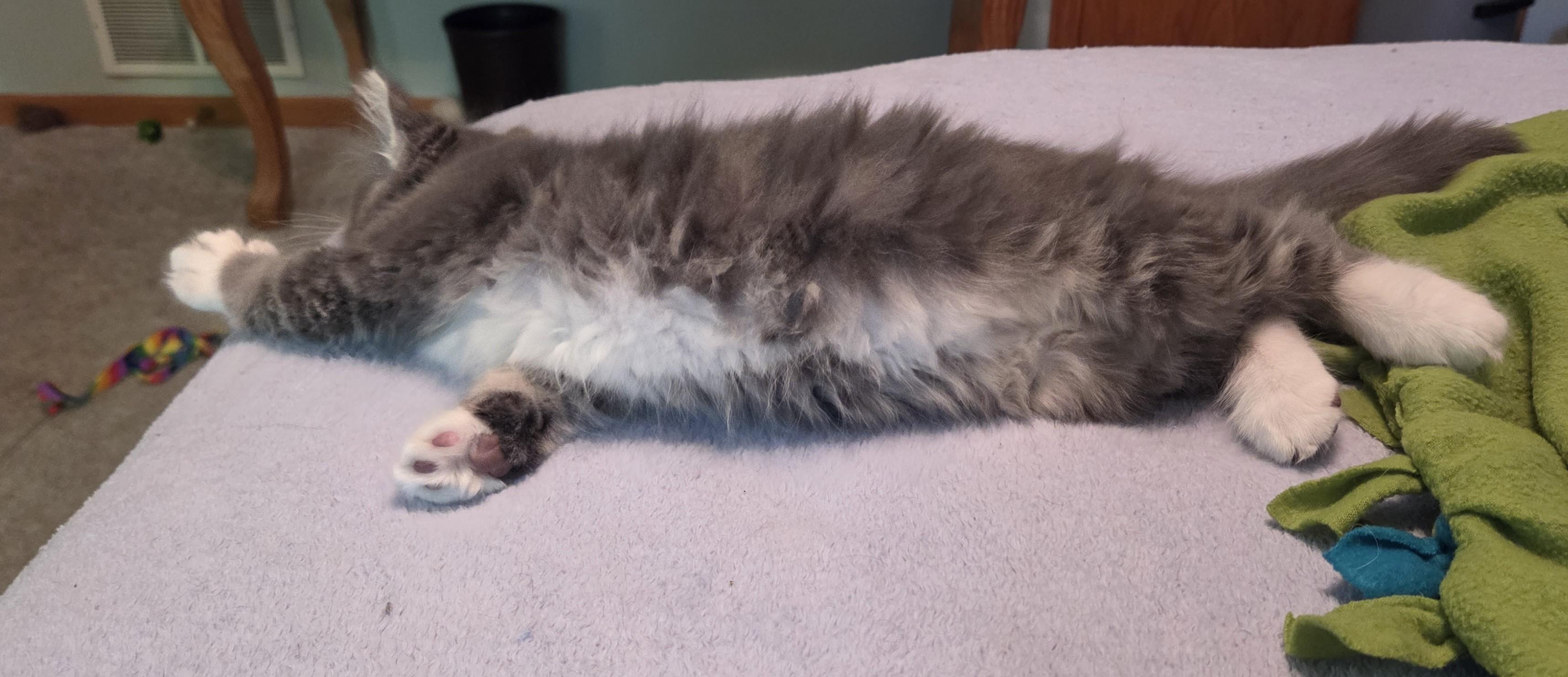 Enlarge Clay, a Adoptable Domestic Short Hair in River Falls, WI image 2/2