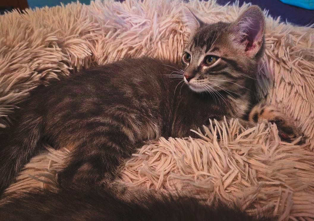 Enlarge Clay, a Adoptable Domestic Short Hair in River Falls, WI image 1/2
