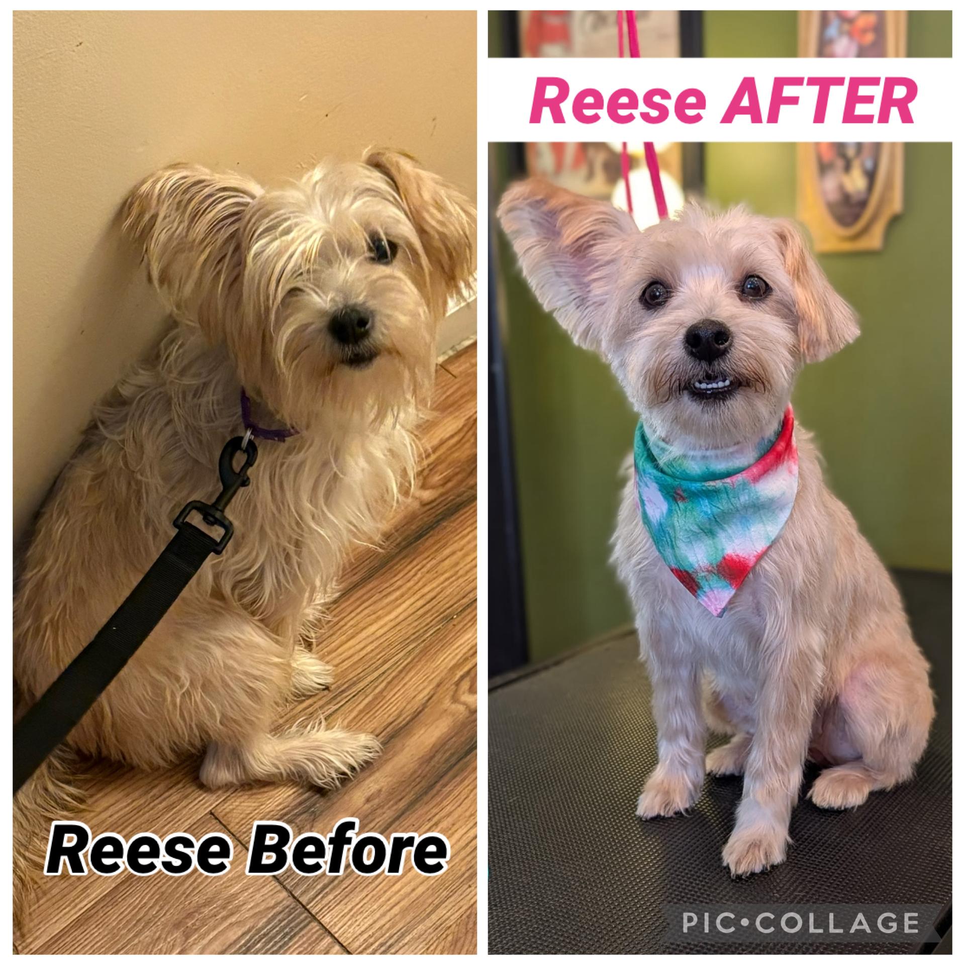 Reese, adopted, Young Female Yorkshire Terrier & Miniature Schnauzer.