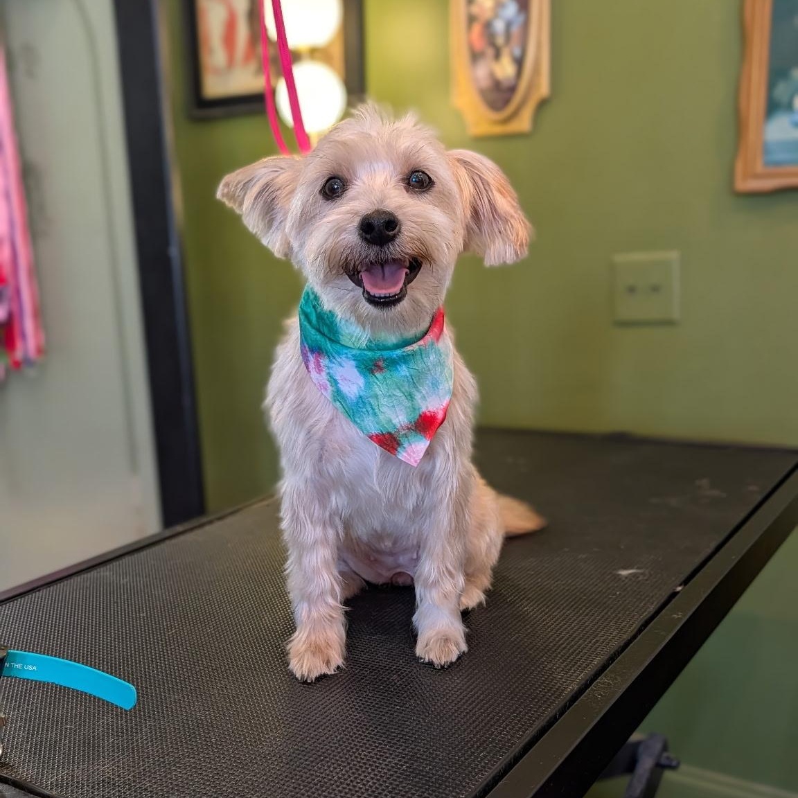 Reese, an adopted mixed breed in Ooltewah, TN image 2/2
