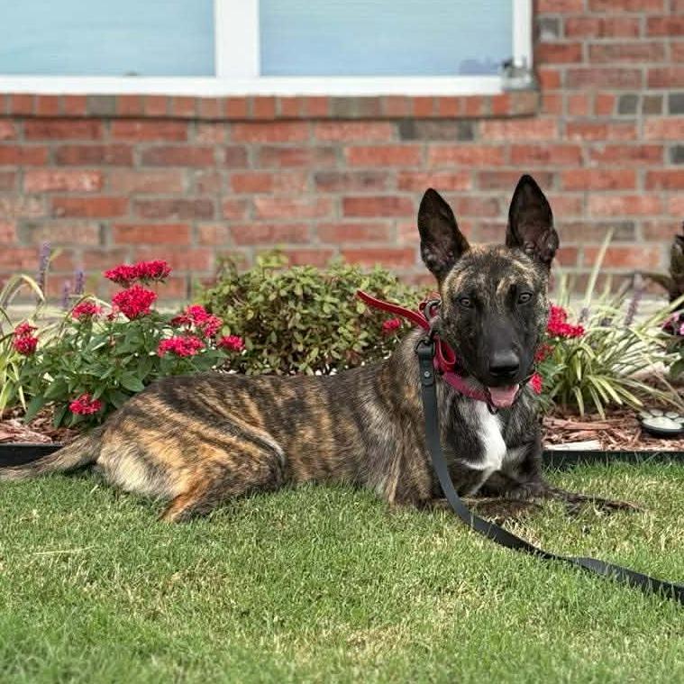 Berkley, Adoptable, Adult Male Dutch Shepherd.