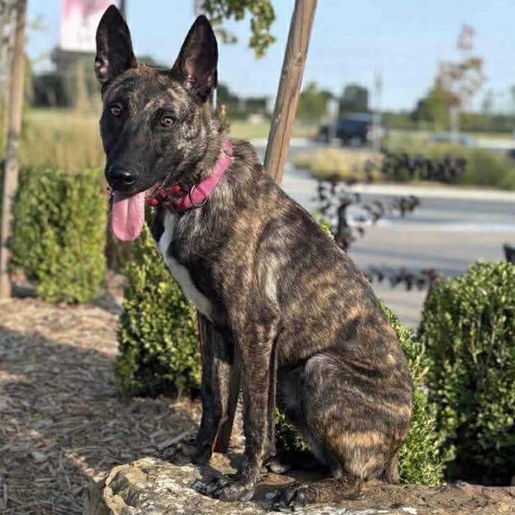 Enlarge Berkley, a Adoptable Dutch Shepherd in Tulsa, OK image 2/3
