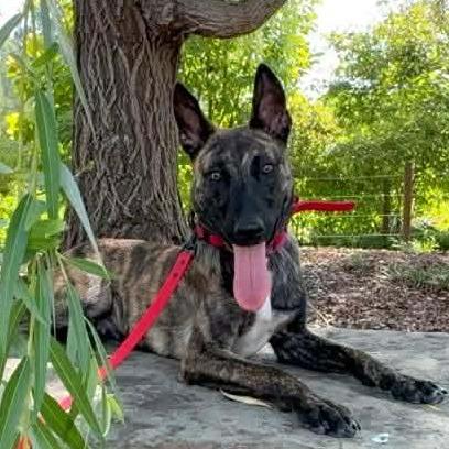Enlarge Berkley, a Adoptable Dutch Shepherd in Tulsa, OK image 3/3