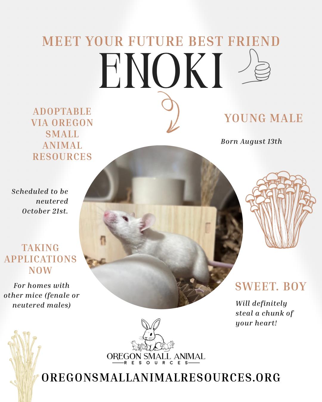 Enoki, Adoptable, Baby Male Mouse.