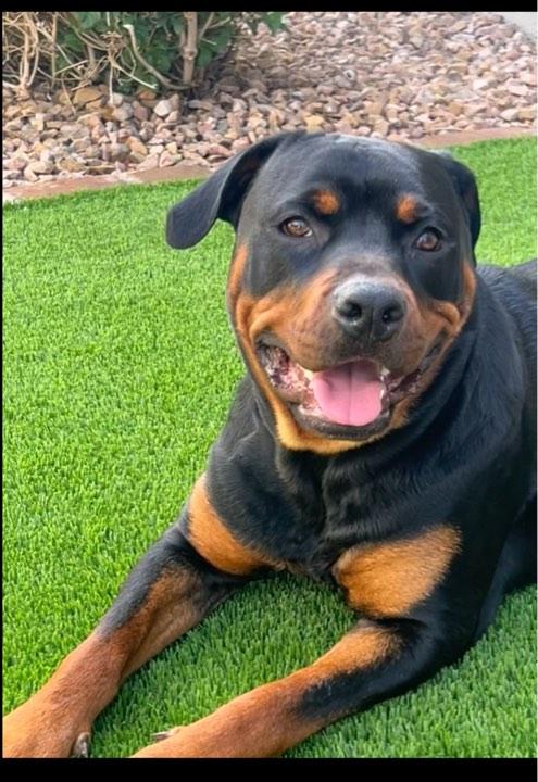 Enlarge Luna, a Adopted Rottweiler in Tempe, AZ image 1/6