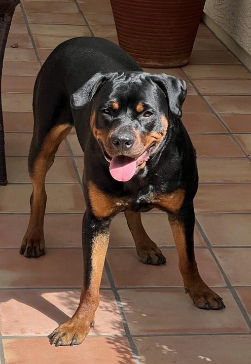 Enlarge Luna, a Adopted Rottweiler in Tempe, AZ image 2/6