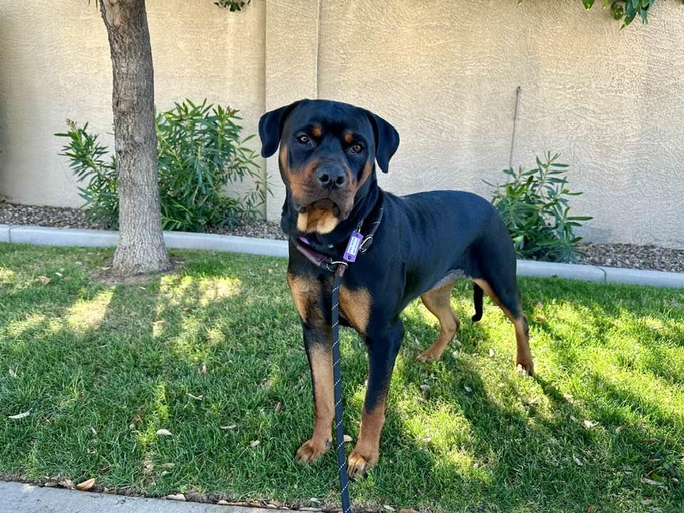 Enlarge Luna, a Adopted Rottweiler in Tempe, AZ image 3/6