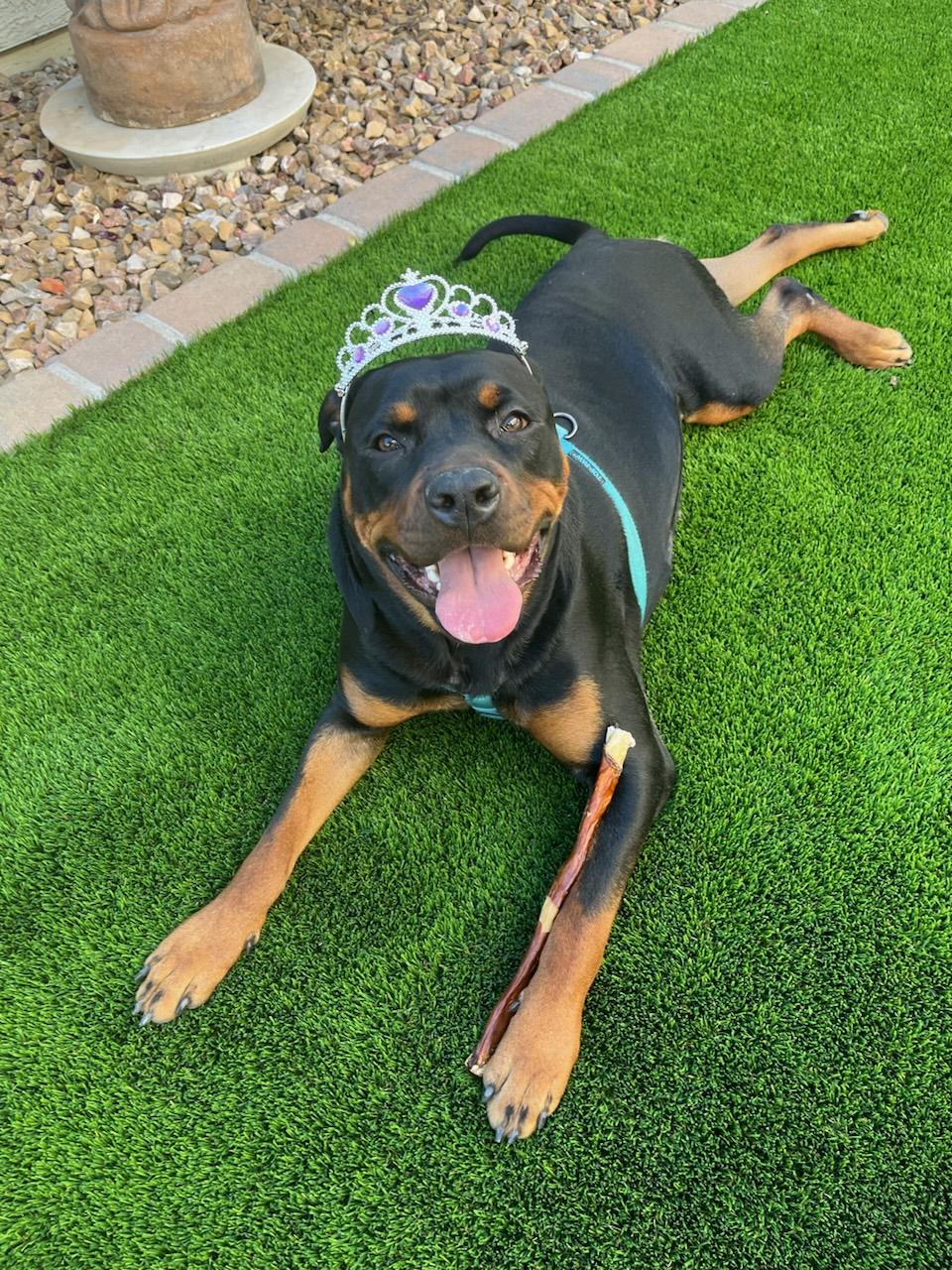 Enlarge Luna, a Adopted Rottweiler in Tempe, AZ image 4/6
