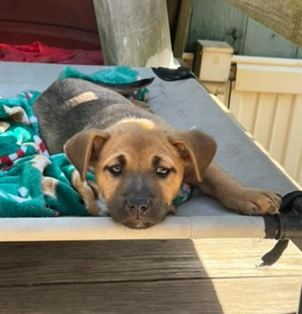 Enlarge Faith the Shepherd Mix Puppy, a Adoptable mixed breed in Muskego, WI image 2/5