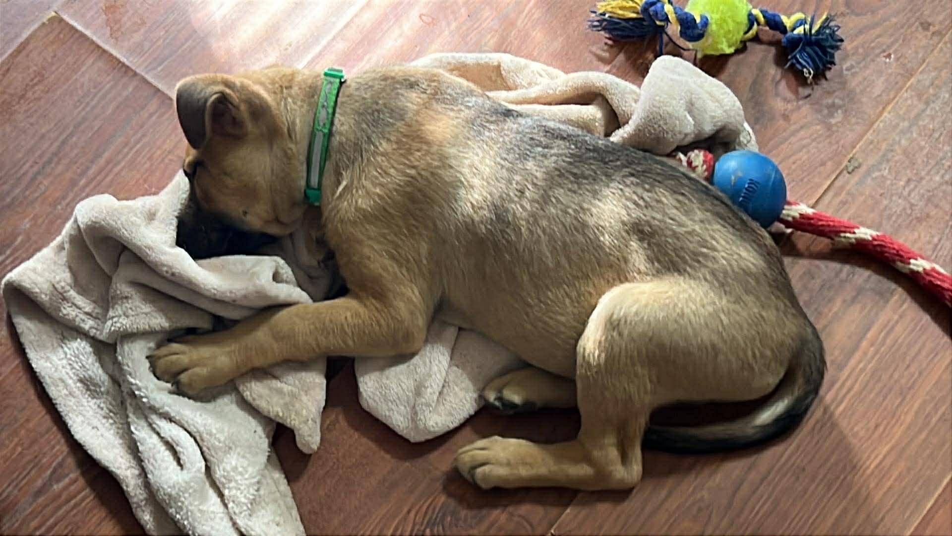Enlarge Faith the Shepherd Mix Puppy, a Adoptable mixed breed in Muskego, WI image 4/5