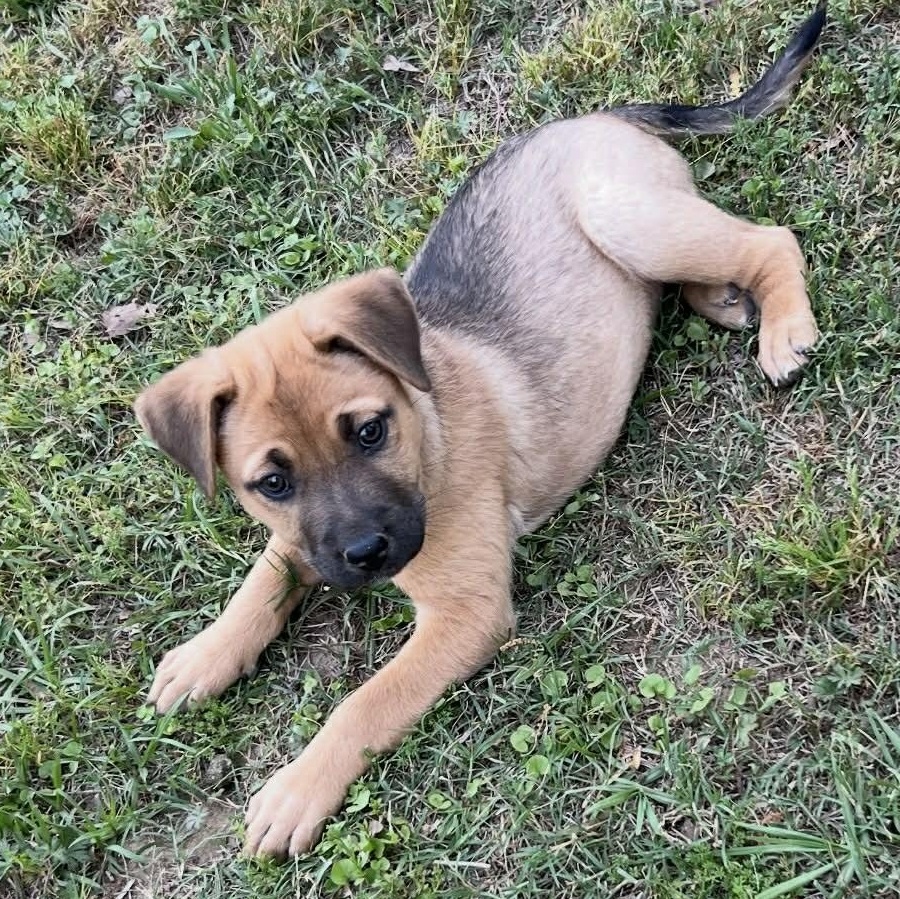 Faith the Shepherd Mix Puppy, Adoptable, Puppy Female German Shepherd Dog & Black Mouth Cur.