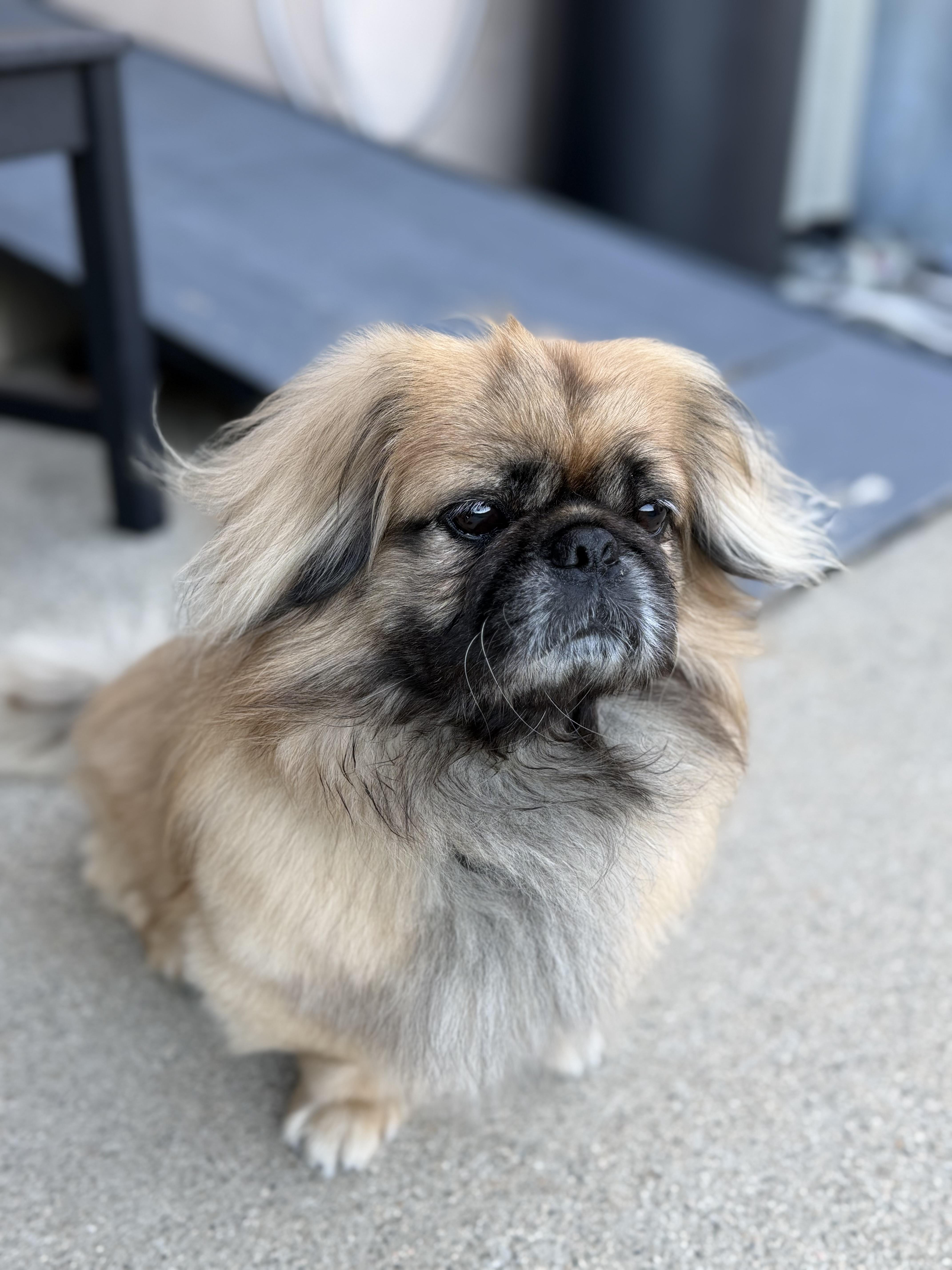 Niko , adopted, Senior Male Pekingese.